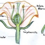 partes de una flor partes de una flor