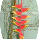 Heliconias