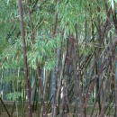 Phyllostachys nigra-Bambú negro