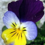 (*) Viola tricolor