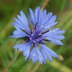 (*) Centaurea cyanus