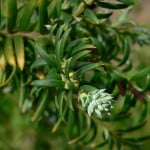 (*) Saxegothea conspicua