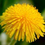 (*) Diente de león.