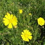 (*) Chrysanthemum coronarium