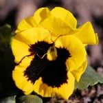 (*) Viola x wittrockiana