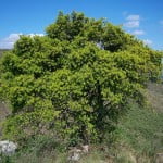 Podocarpus lambertii