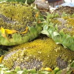 (*) cabezuelas de Girasoles, vendidas como aperitivos en los mercados de China.