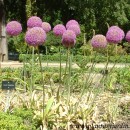 Allium giganteum-Alium gigante