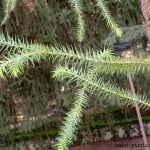 Araucaria angustifolia, detalle follaje.
