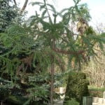 Araucaria angustifolia