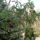 Araucaria angustifolia-Pino de Misiones-Pino del Paraná