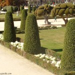 Arte topiario, Laurus nobilis en formas cónicas, en el Jardín del Parterre-Parque del Buen Retiro-Madrid.