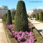 Arte topiario con Laurus nobilis-Laurel en el Jardín del Parterre en el Parque del Buen Retiro-Madrid.