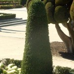 Arte topiario en Laurus nobilis podado en forma cónica .