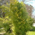 Bambu chino-Phyllostachys aurea.