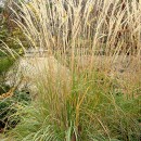 Calamagrostis x acutiflora