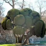 Cupressus en arte topiario en el Jardín del Parterre-Parque del Buen Retiro-Madrid.