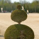 Arte topiario, sobre Taxus baccata-Tejo, en los jardines de Versalles.
