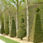 Arte topiario, figuras geométricas, en los jardines de Versalles.