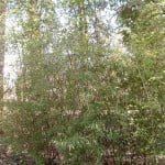 Phyllostachys nigra cultivada en un jardín.