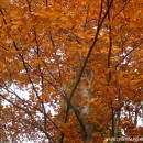 Fagus sylvatica-Haya europea