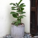 Ficus lyrata-Ficus pandurata