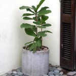 Ficus lyrata con piedra bola en cilindro de fibrocemento.
