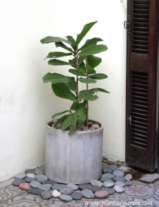 Ficus lyrata con piedra bola en cilindro de fibrocemento.