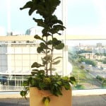 Ficus pandurata con Cordatum variegado y chips en cubo de piedra paris