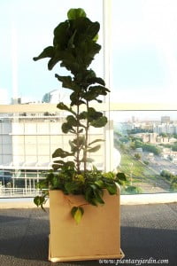 Ficus pandurata con Cordatum variegado y chips en cubo de piedra paris