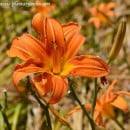 Hemerocallis sp.-Lirio de San Juan-Flor de un día