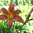 Las Flores en la Cocina-Flores Comestibles