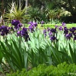 Iris germanica, florecidos a comienzos de primavera.