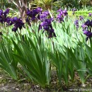 Iris germanica-Lirio cárdeno-Lirio azul