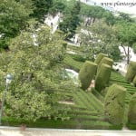 Arte topiario en los Jardines de Sabatini-Madrid.