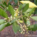 Laurus nobilis-Laurel