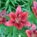 Lilium