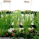 Paspalum haumanii-Paspalum