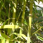 Phyllostachys aurea, detalle cañas color verde.