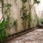 Phyllostachys nigra en cantero con piedra bola, en un patio interno.