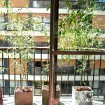 Phystollachys nigra en cubo de fibrocemento