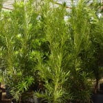 Podocarpus lambertii