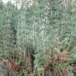 Podocarpus nubigenus.