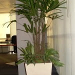 Raphis excelsa con Aglaonema con chips en la base.