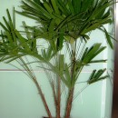 Rhapis excelsa-Palma bambú