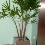 Raphis excelsa en cubo de acero inoxidable con piedra plato.