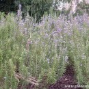 Rosmarinus officinalis-Romero