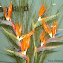 Strelitzia reginae-Ave del paraíso-Flor de pájaro