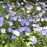 Viola tricolor
