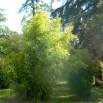conjunto de Bambu chino, Phyllostachys aurea.